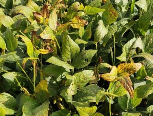 Cercospora Leaf Blight of Soybean